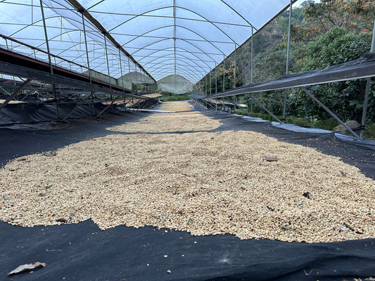 Does Coffee Have Mold? | 3 Arrows Coffee Co.